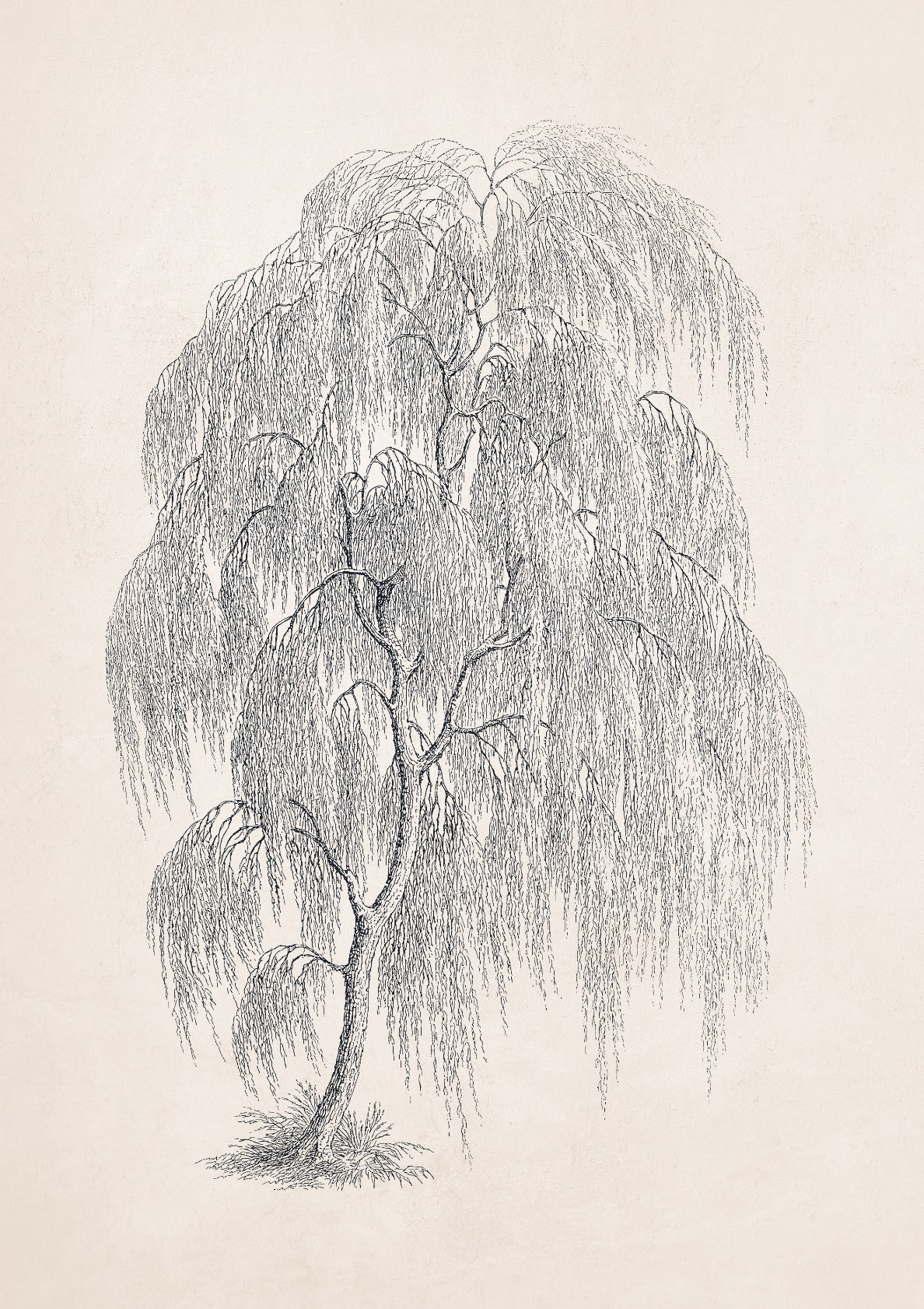 Willow Tree Sketch no. 1