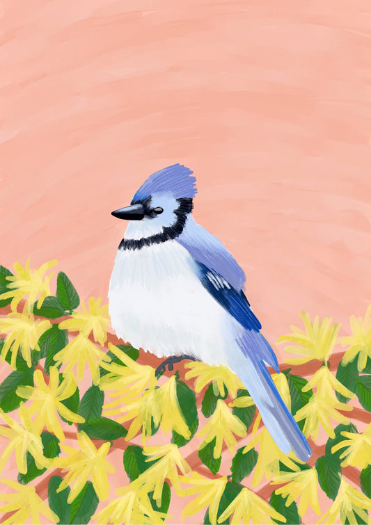 Blue Jay