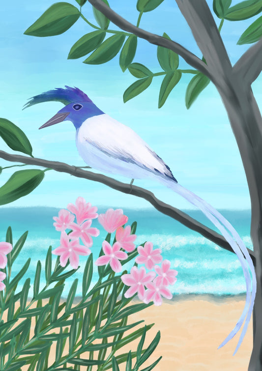 White-throated Magpie-Jay