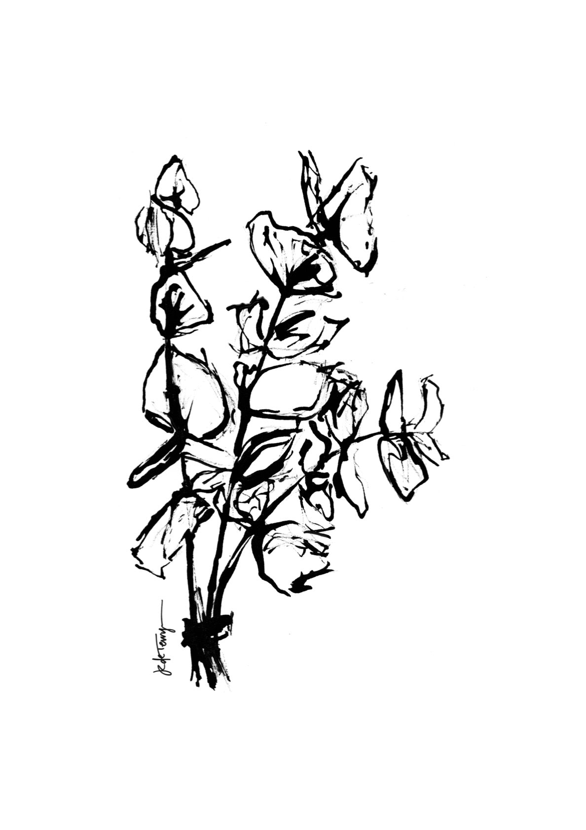 Eucalyptus Bold Illustration