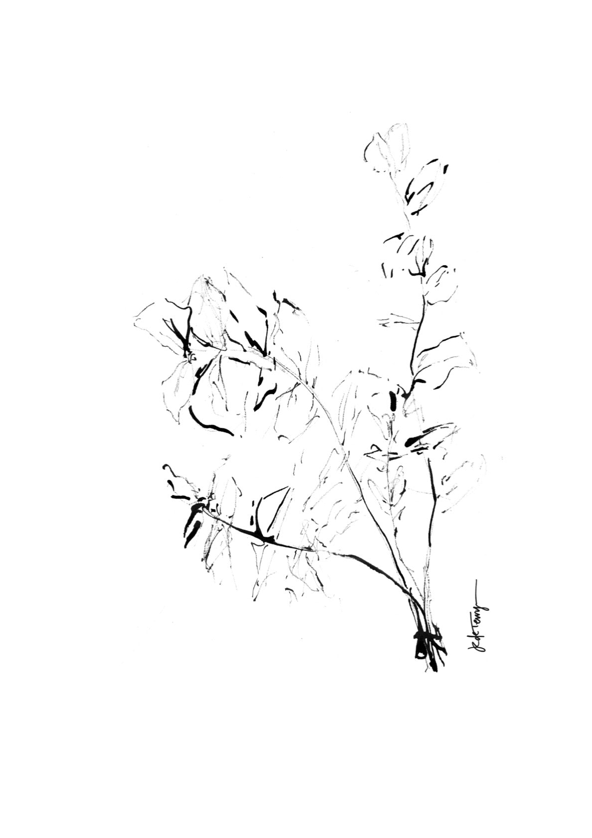 Delicate Eucalyptus Stems