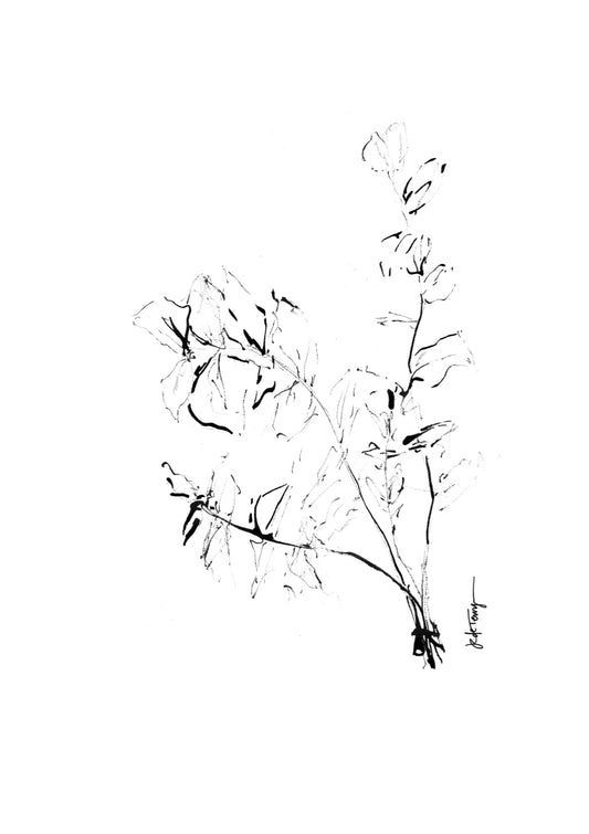 Delicate Eucalyptus Stems