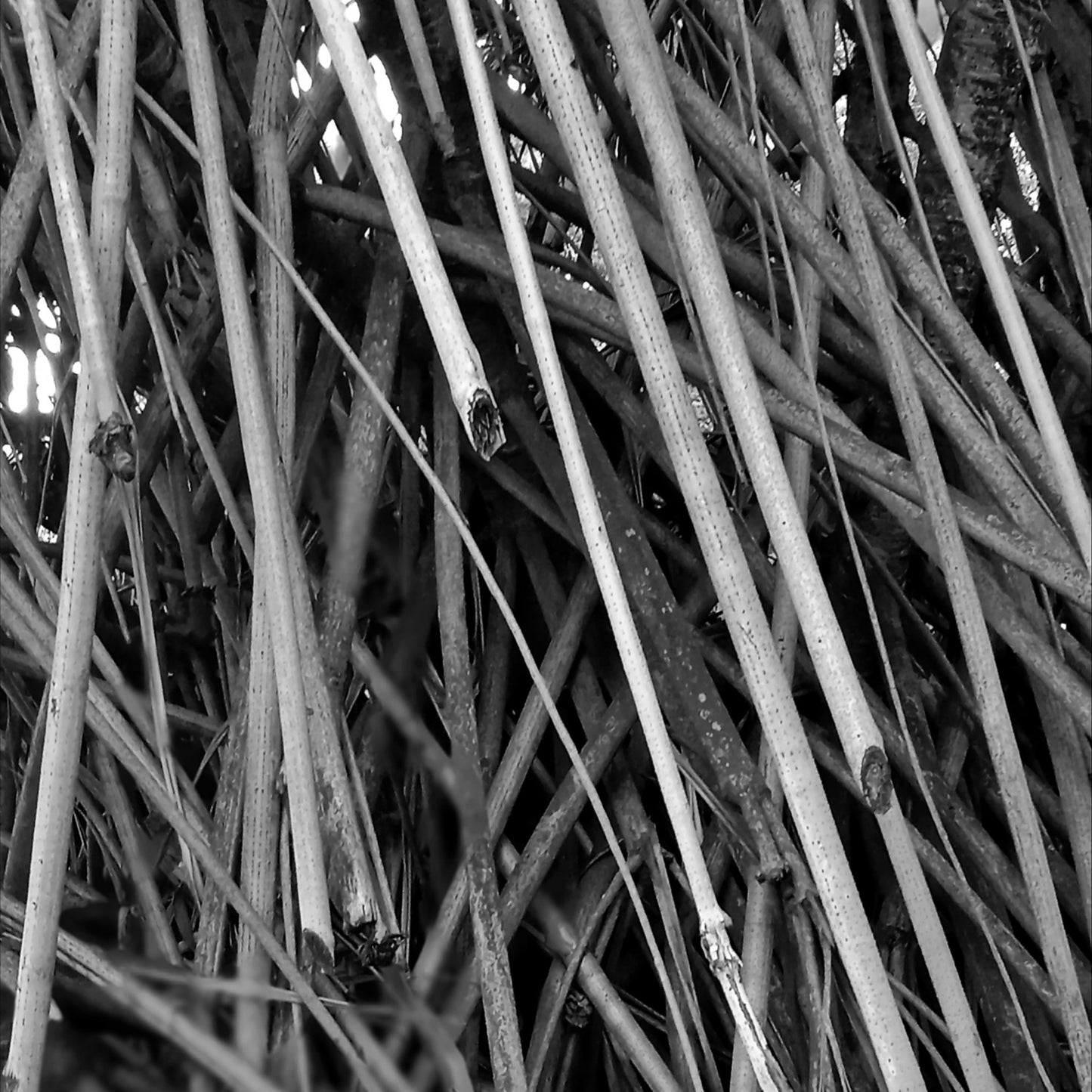 Black tectorius plant shoots 