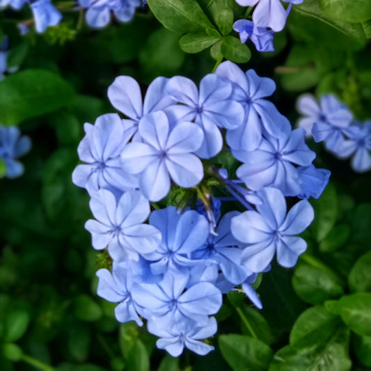 Blue plumbago flowers 