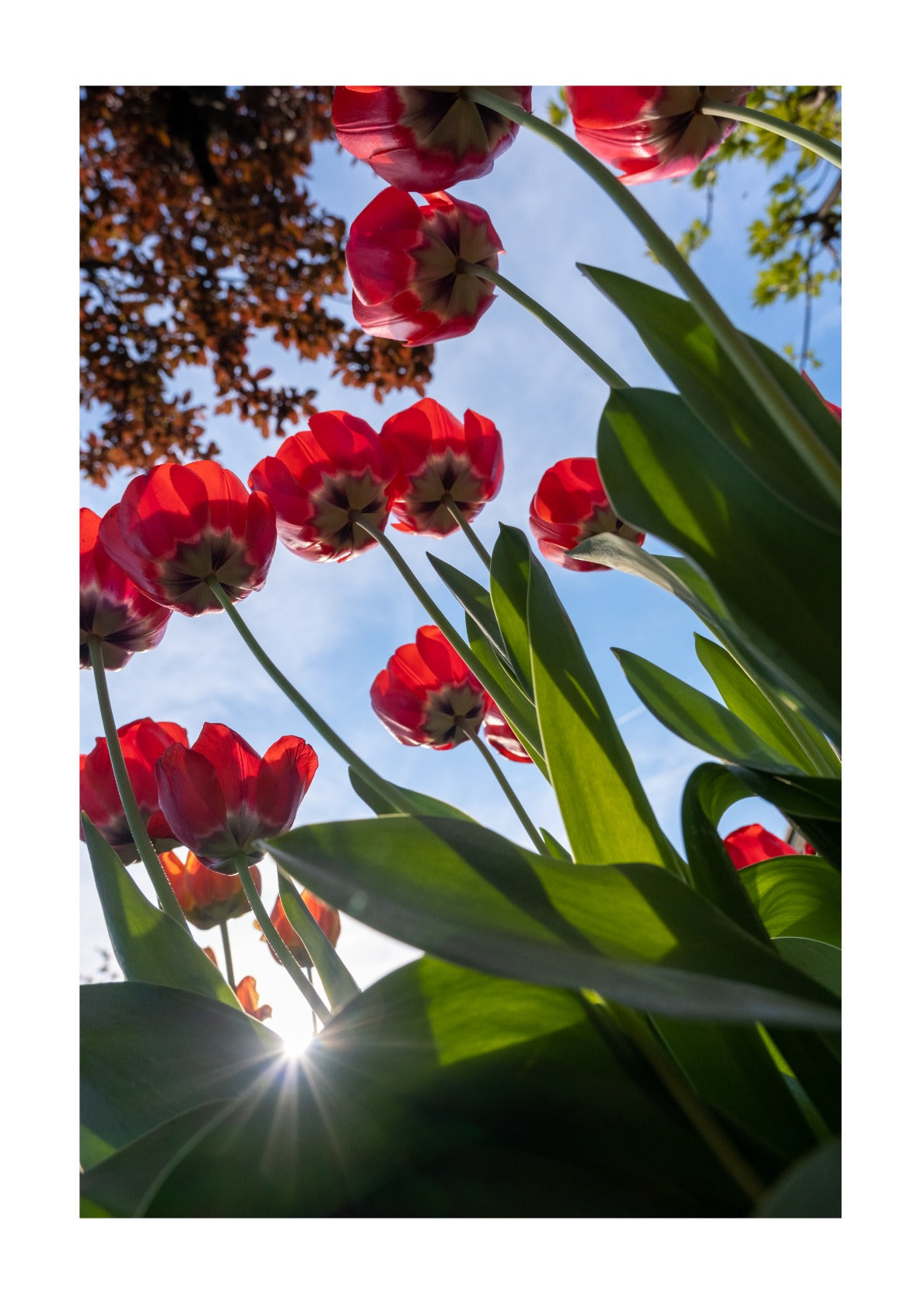 Tulips