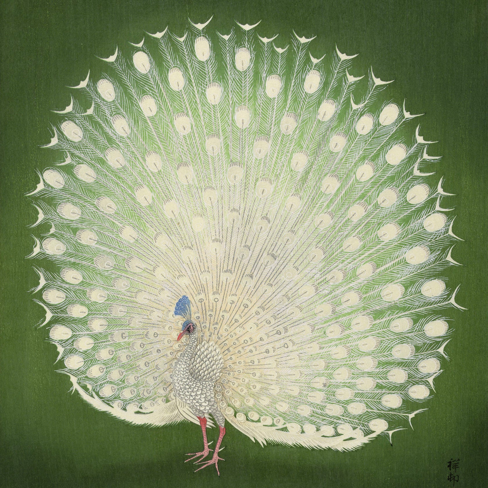 Peacock