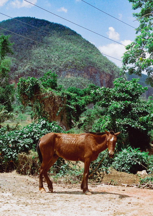 Caballo Cubano