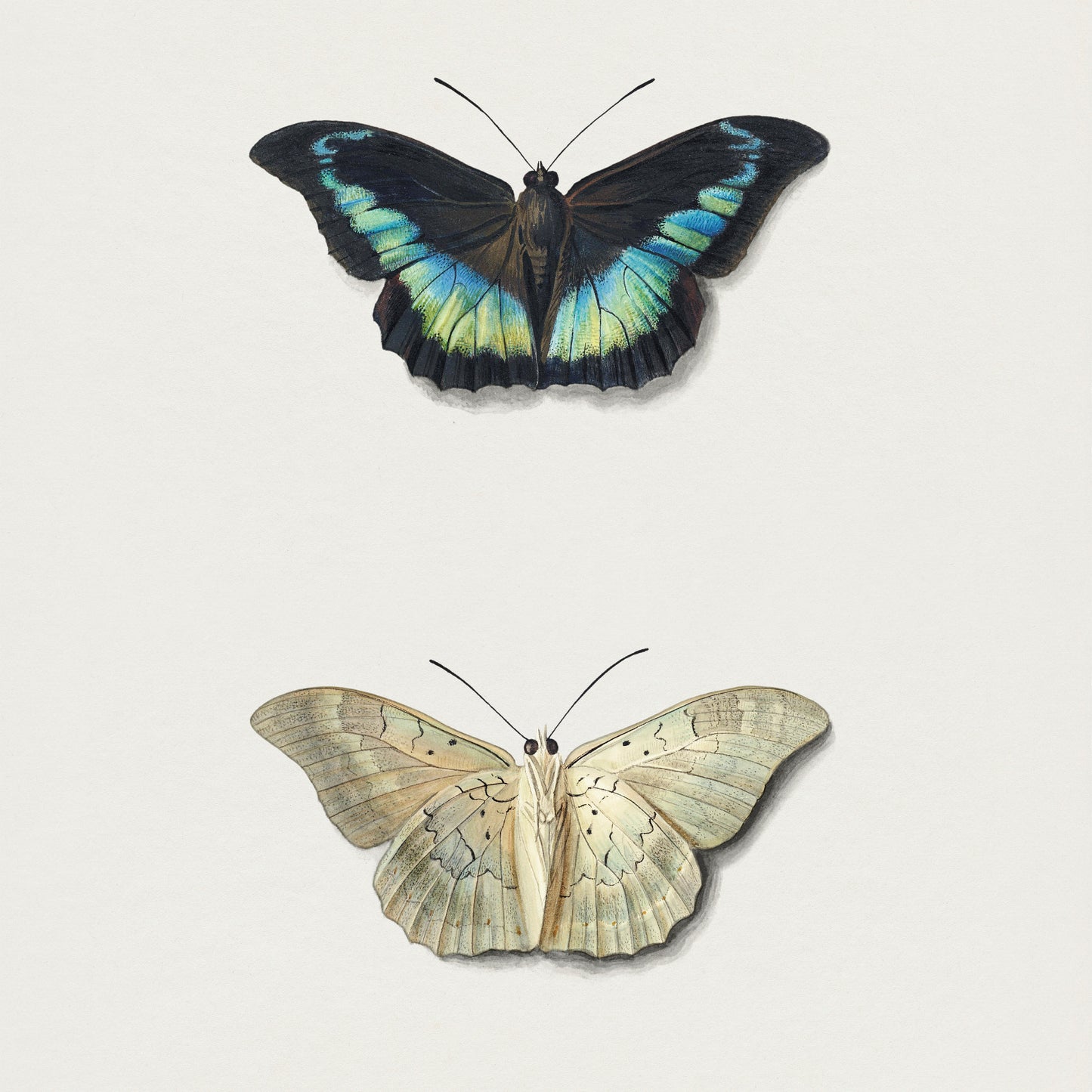 Top and Bottom View of a Butterfly
