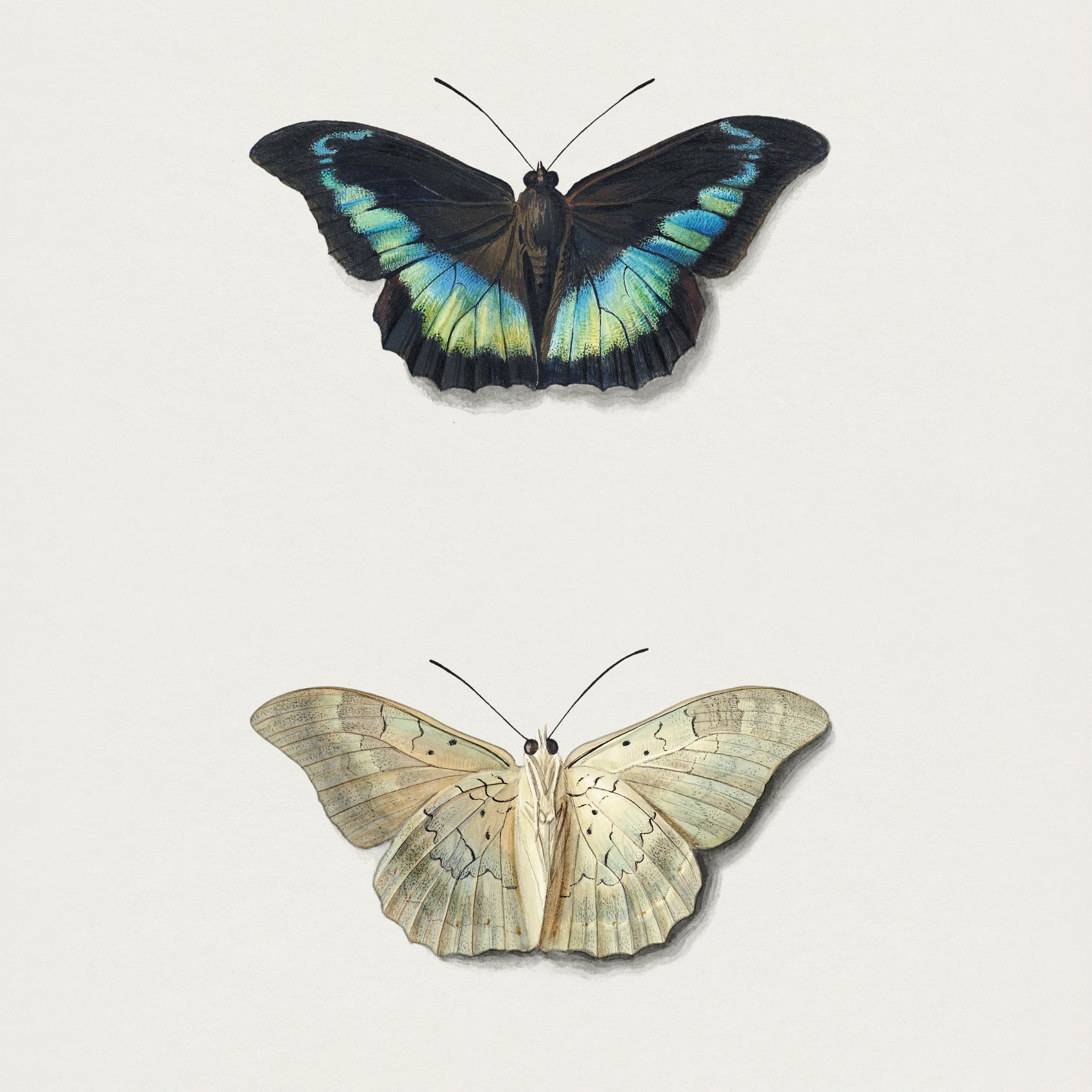 Top and Bottom View of a Butterfly
