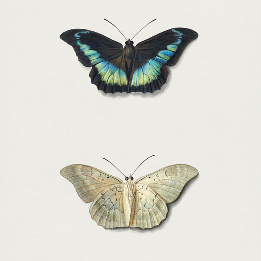 Top and Bottom View of a Butterfly