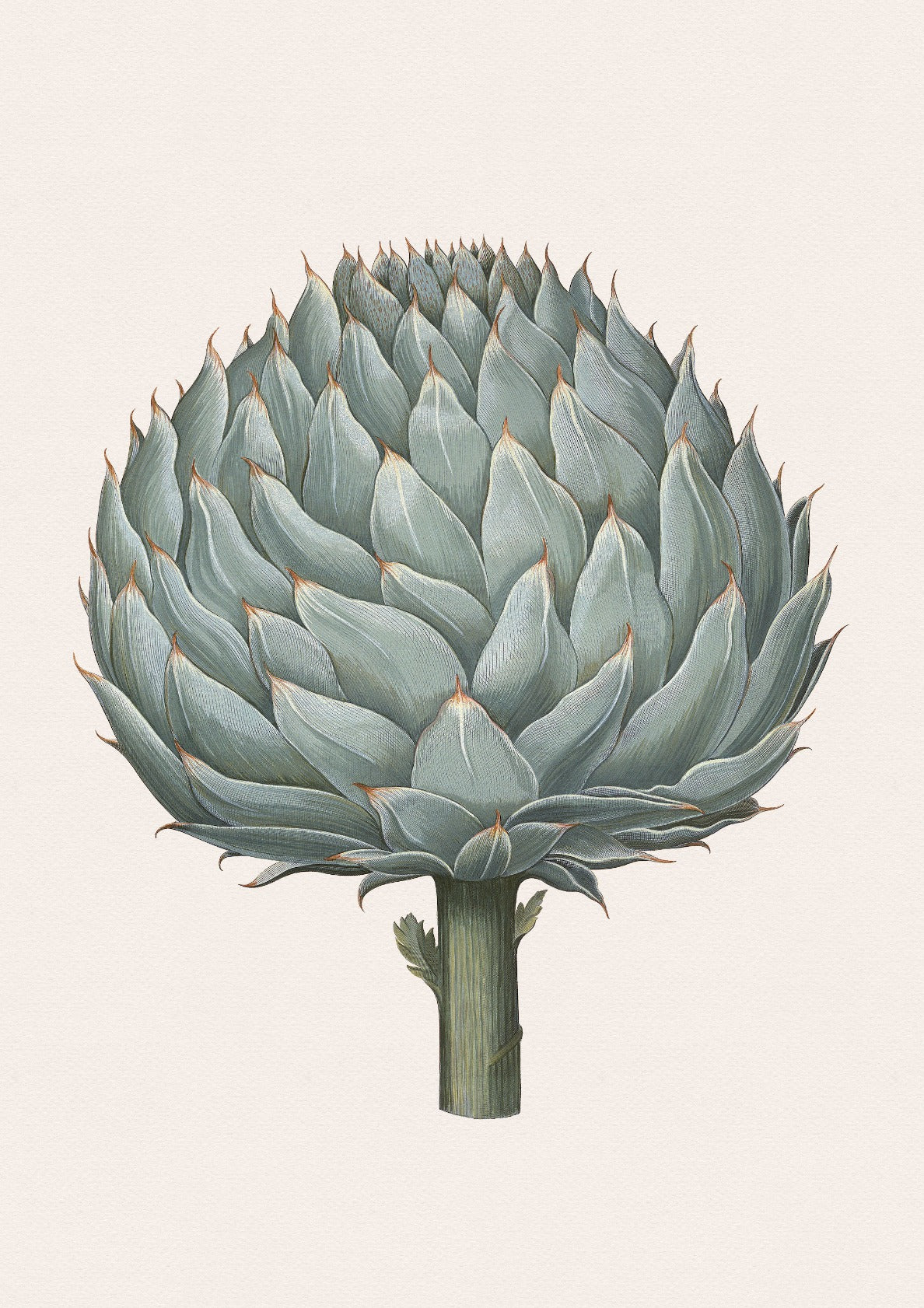 Artichoke