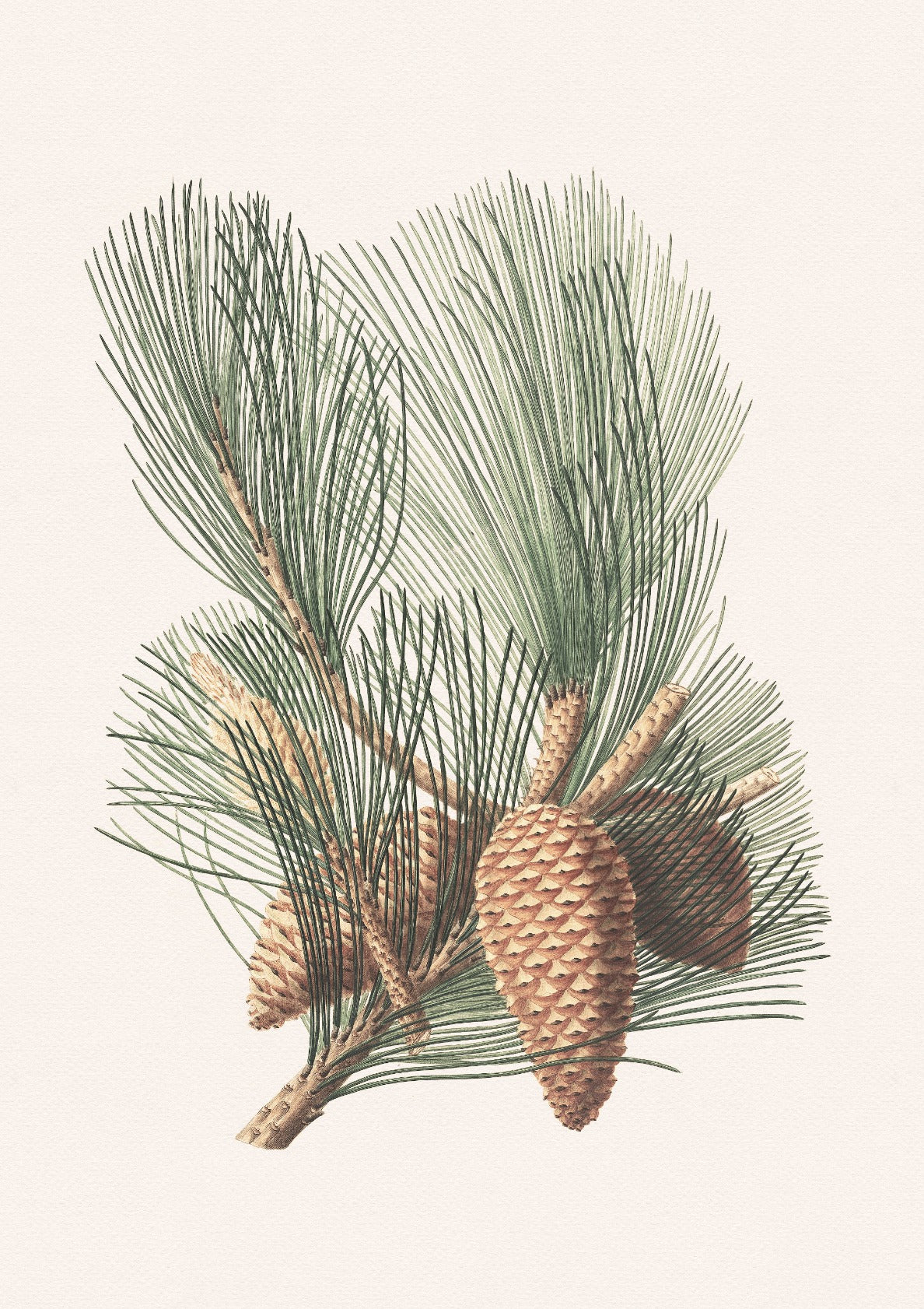 Pine cone drawing no. 1