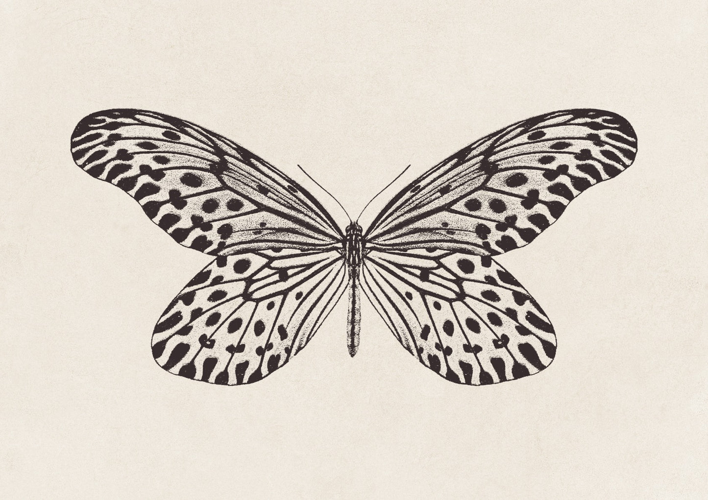Butterfly Sketch no. 1