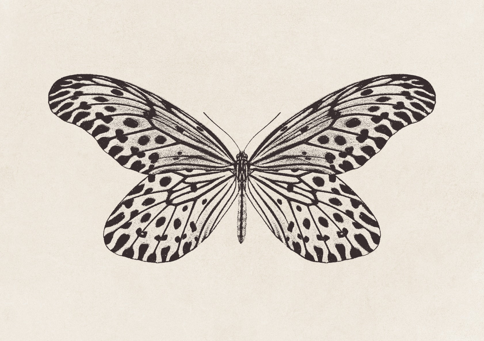Butterfly Sketch no. 1