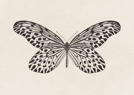 Butterfly Sketch no. 1