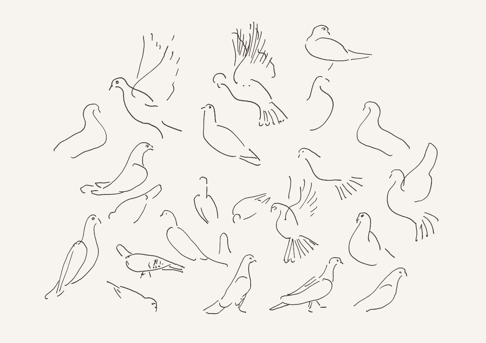 Doves Sketch no. 1