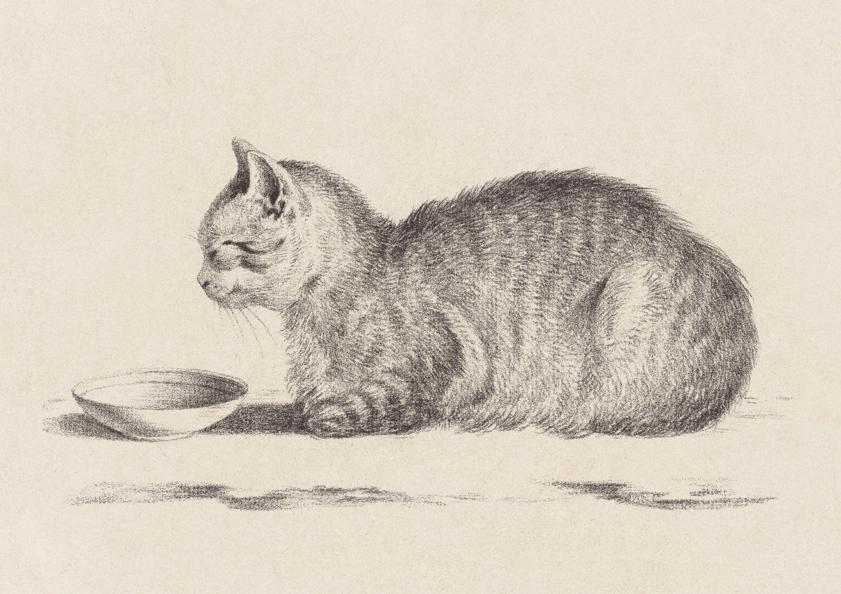 Sleeping Cat Drawing