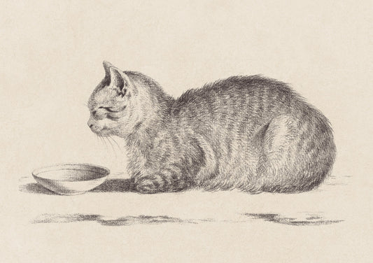 Sleeping Cat Drawing