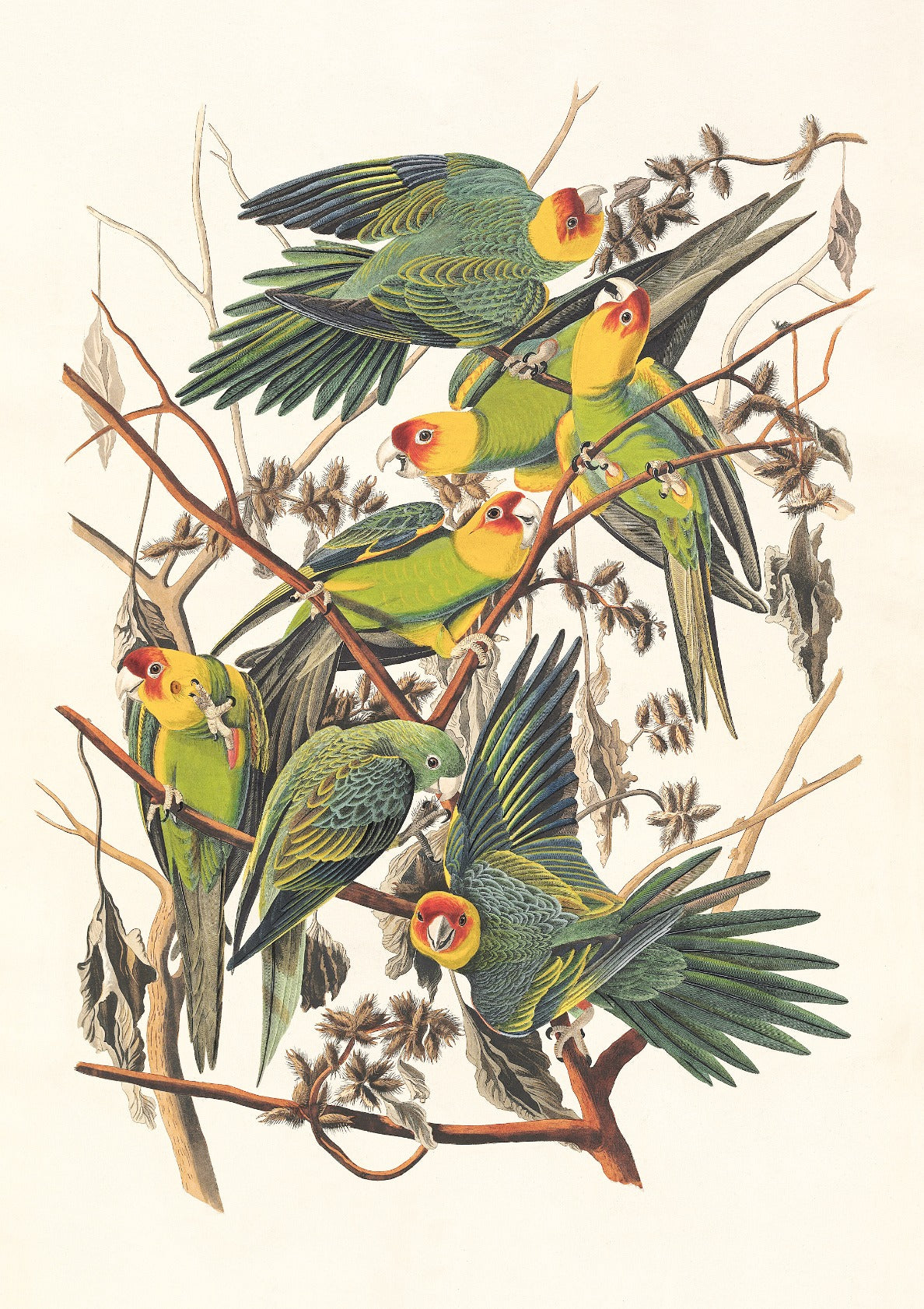 Carolina Parrots
