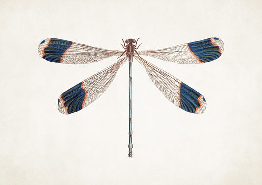 Dragonfly no. 1