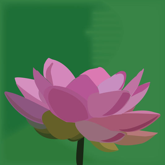 Pink Lotus Flower on Green Background