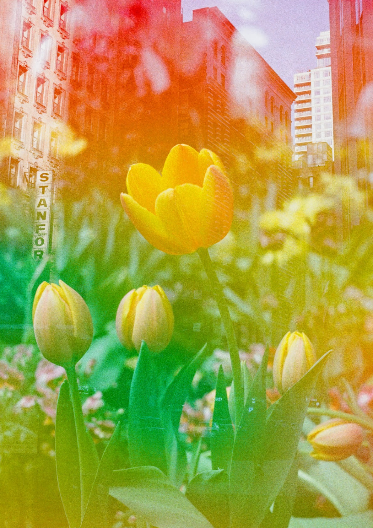 Center of the Universe