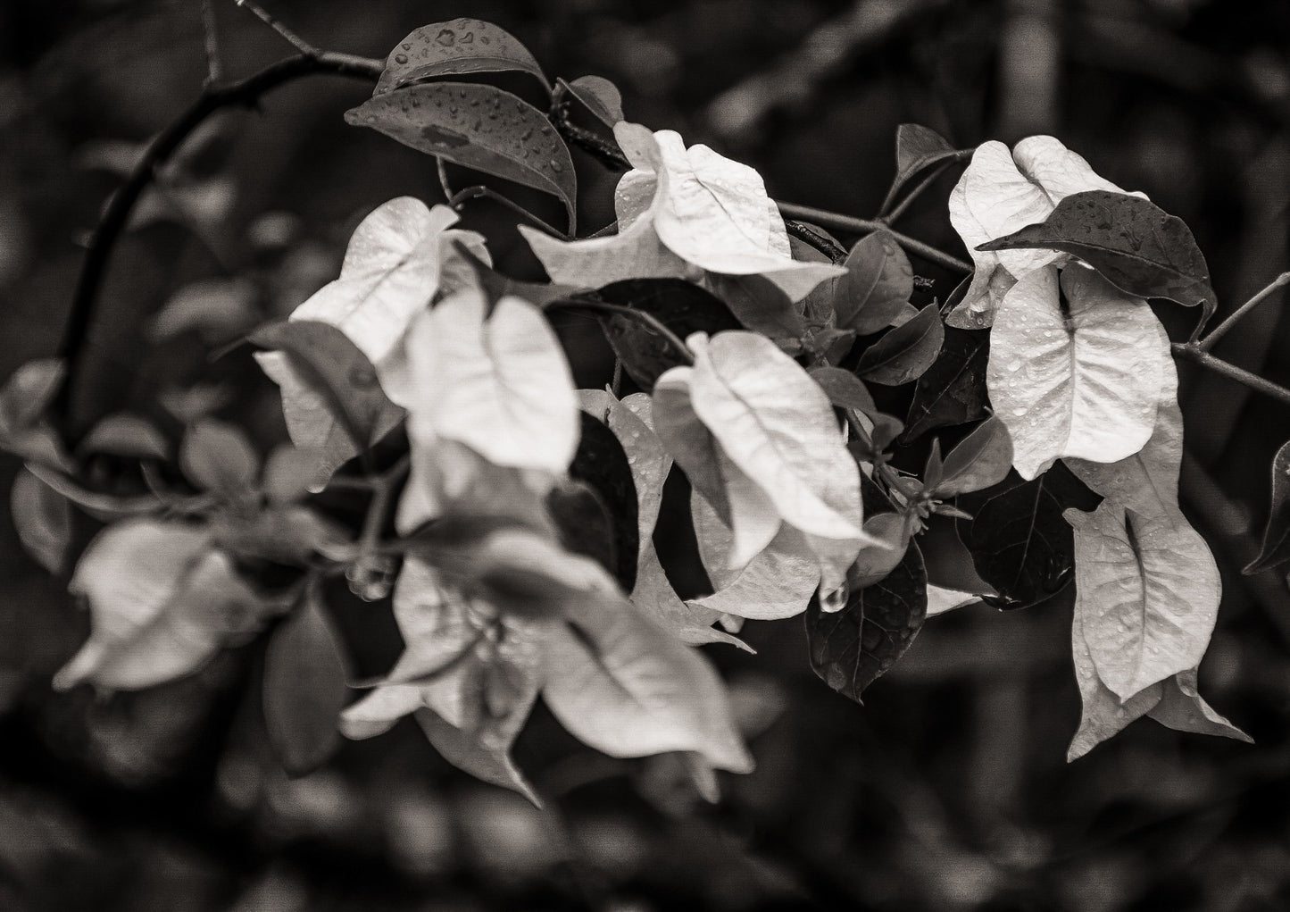 Bougainvillea BW