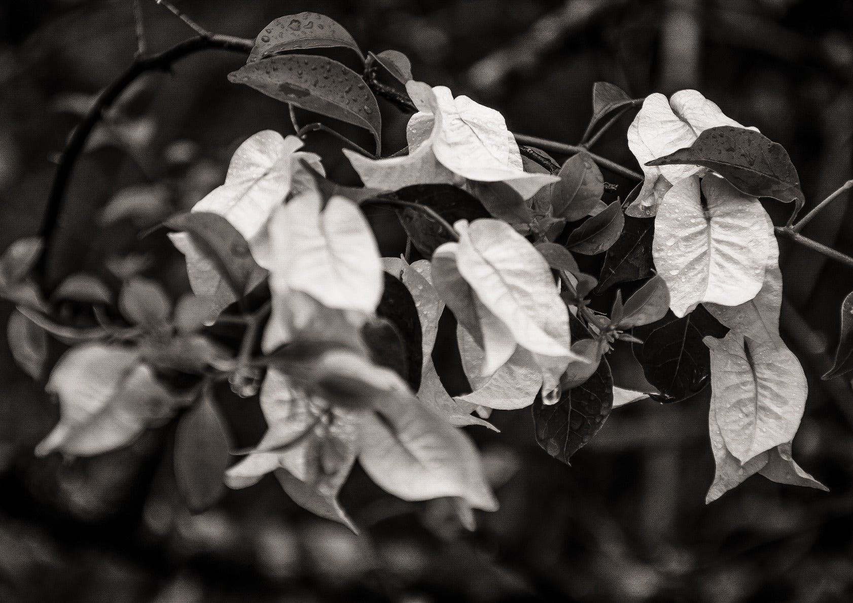 Bougainvillea BW