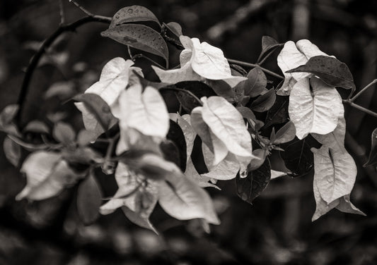 Bougainvillea BW