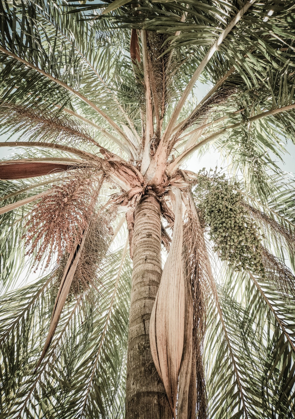 Palm Tree no. 1