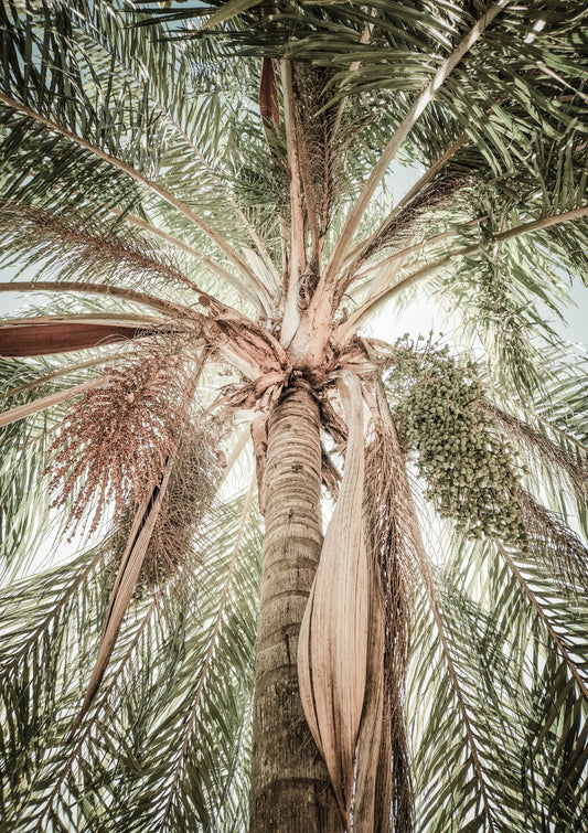 Palm Tree no. 1