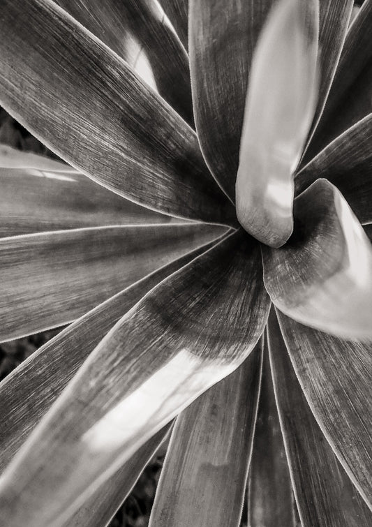 Agave attenuata