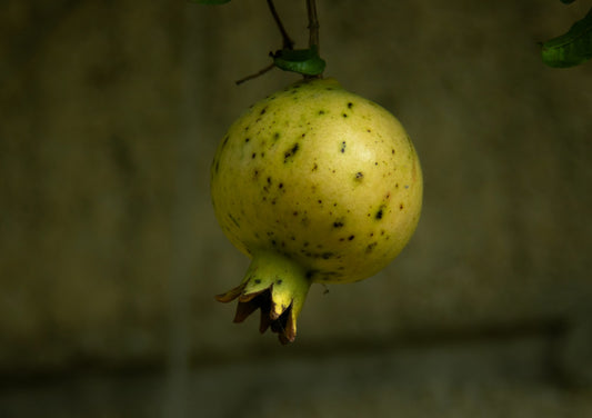 Pomegranate