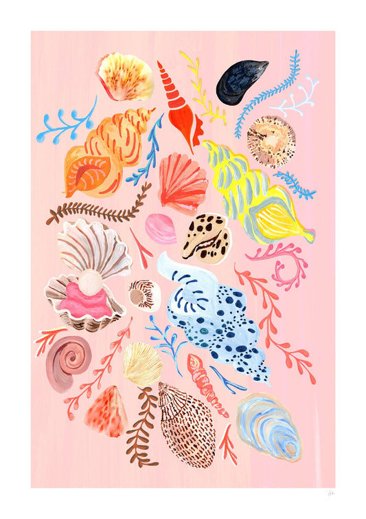 Collection of Shells