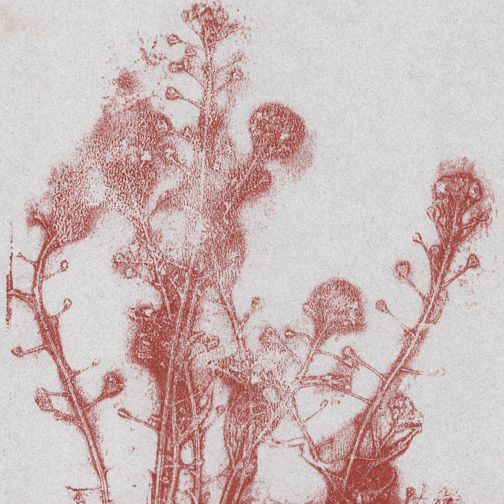 Summer flowers in warm red.