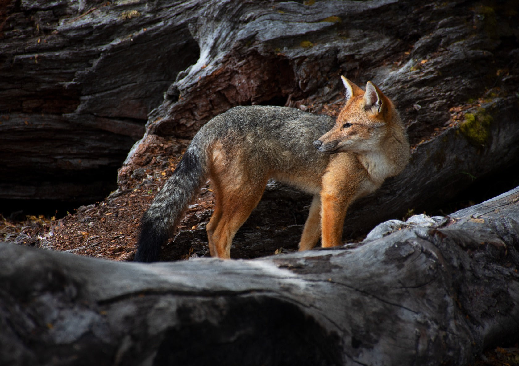 Stealthy in the patagonian woods