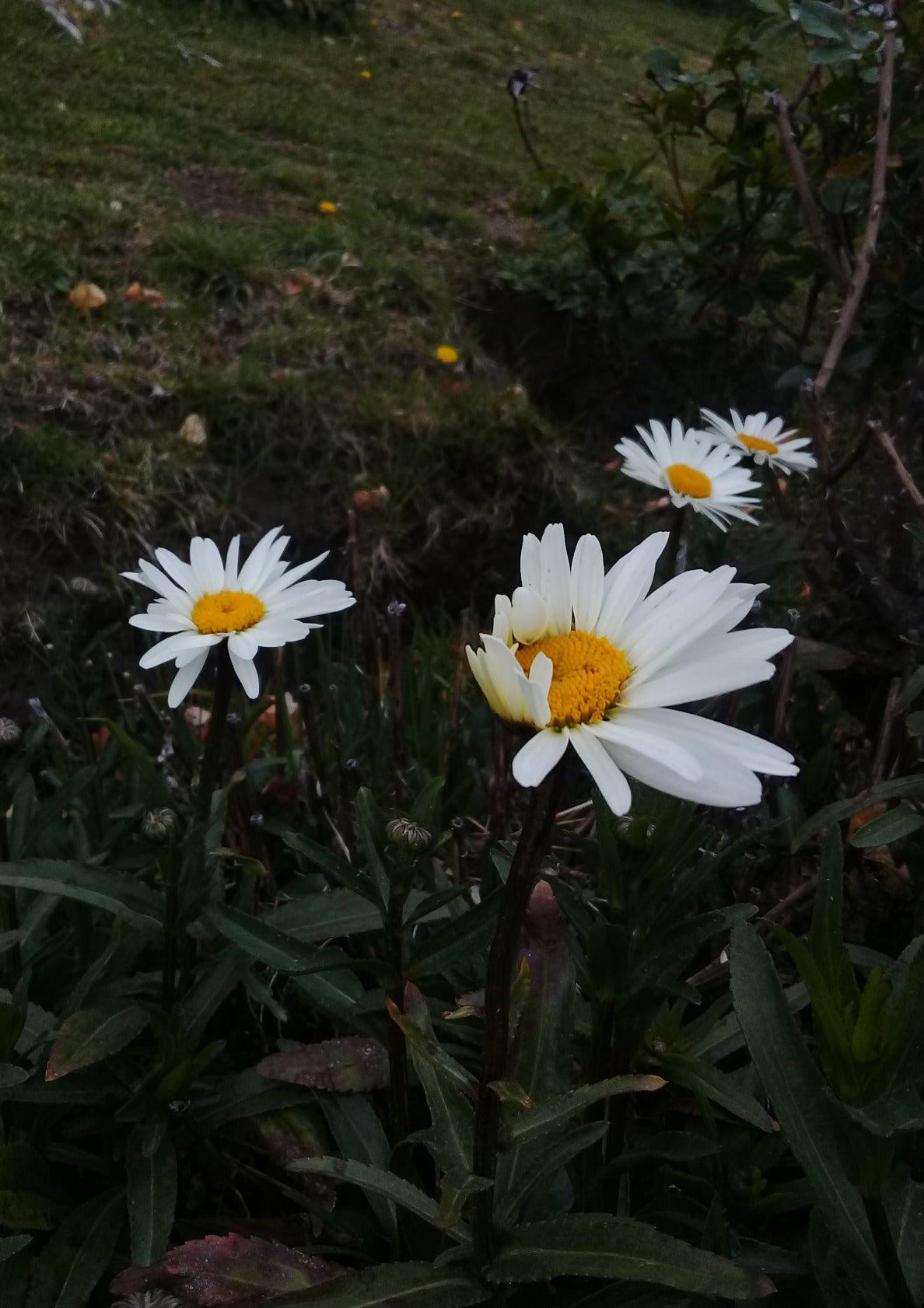 Daisies