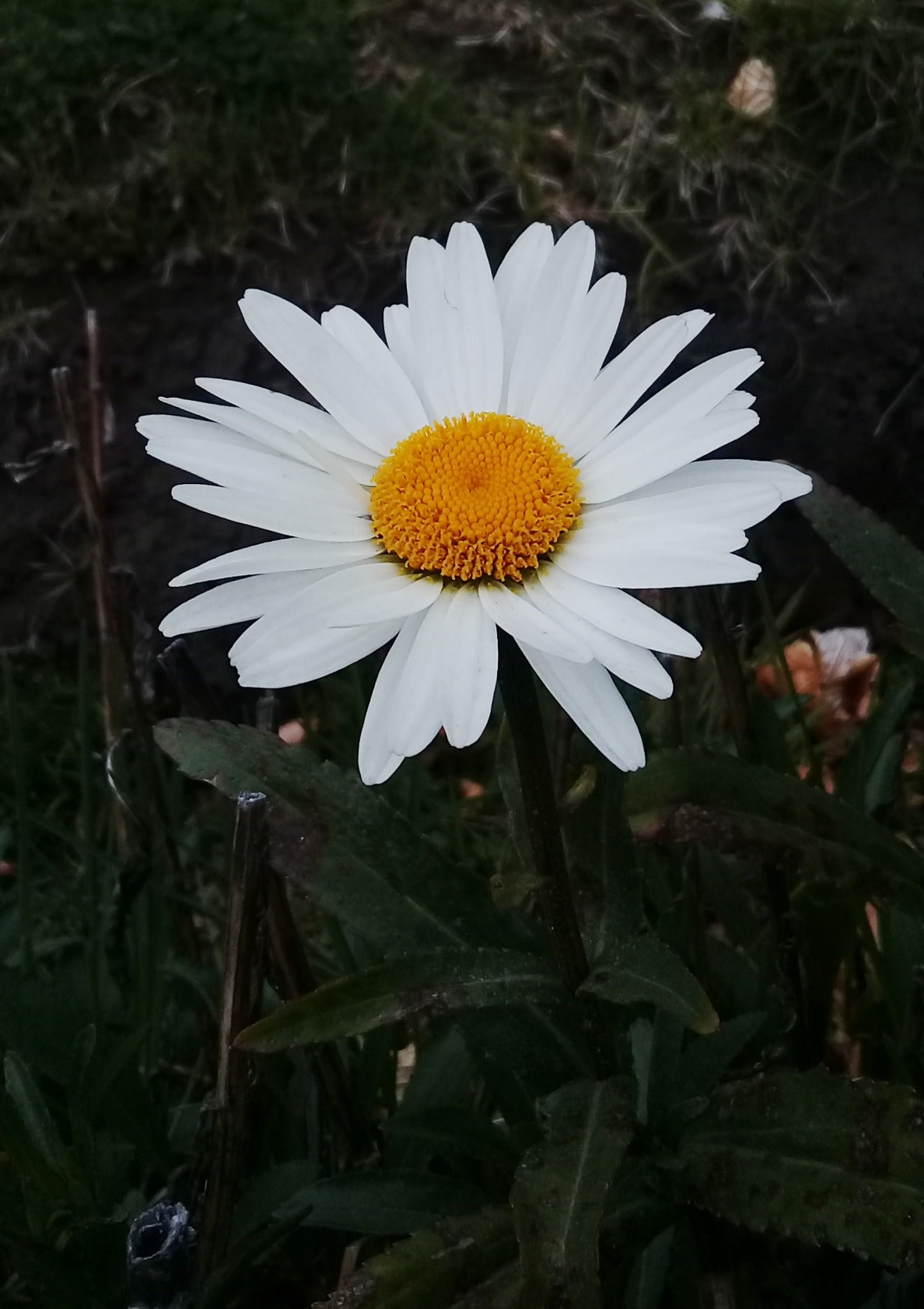 Single daisy