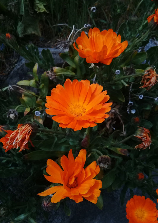 Marigolds