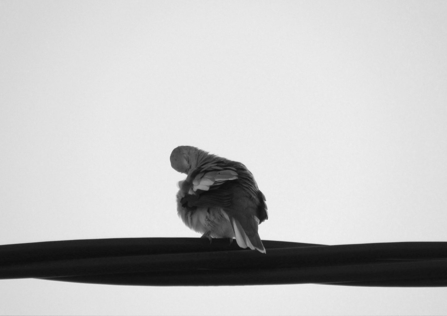 Picui Ground Dove #1