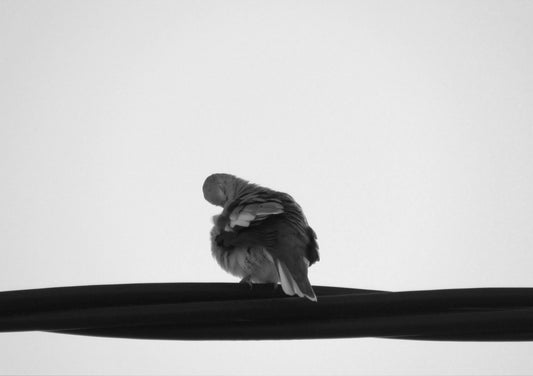 Picui Ground Dove #1