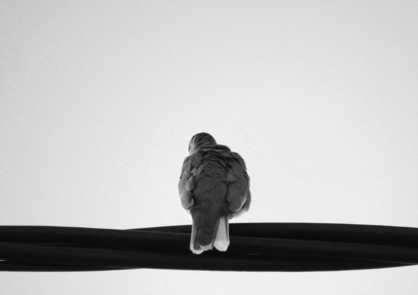 Picui Ground Dove #2