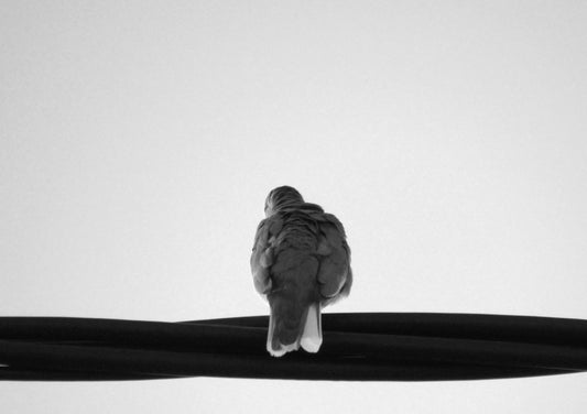 Picui Ground Dove #2