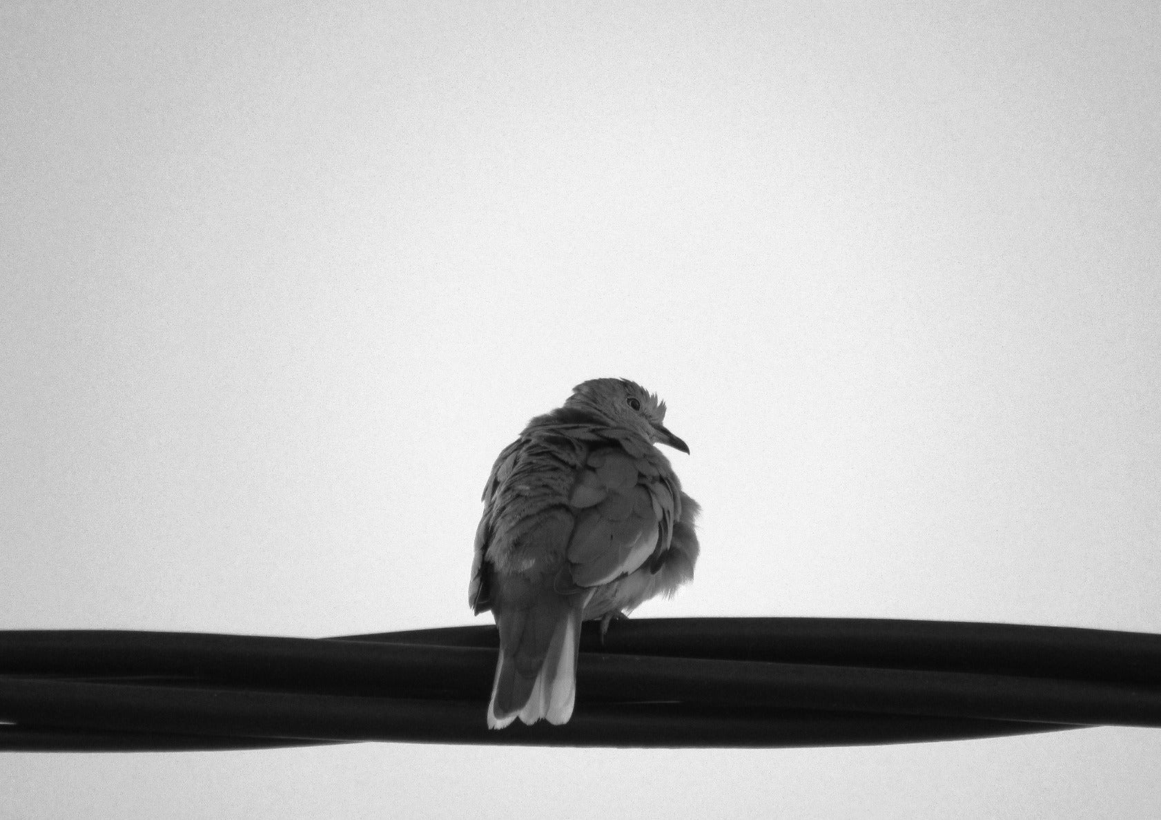 Picui Ground Dove #3