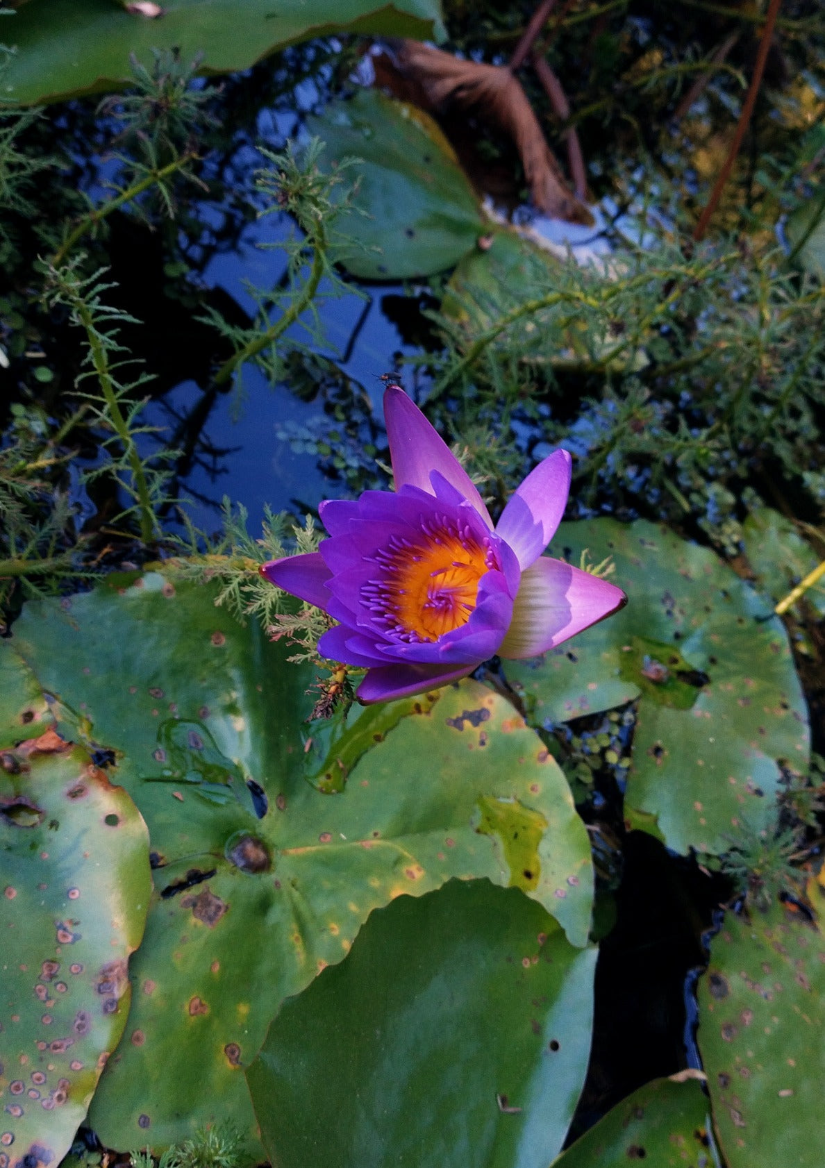 Violet Lotus