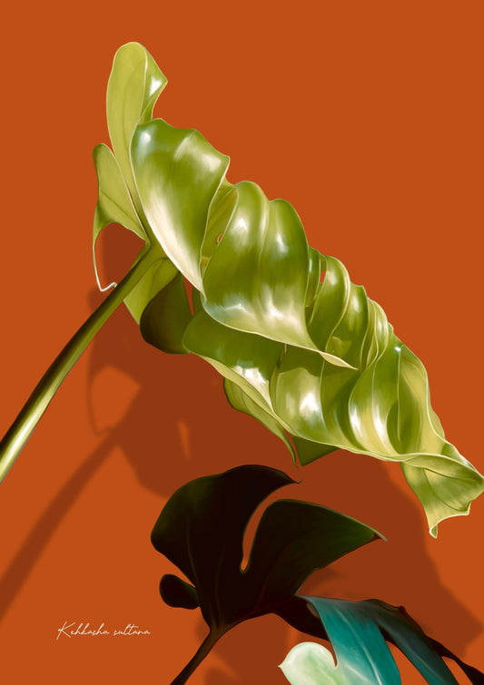 Monstera Elegance 