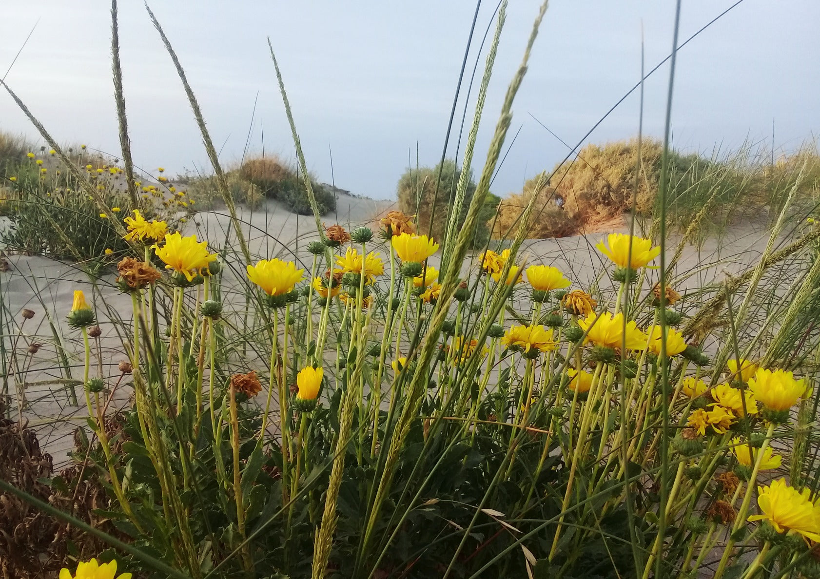 Flowers in The Steppe