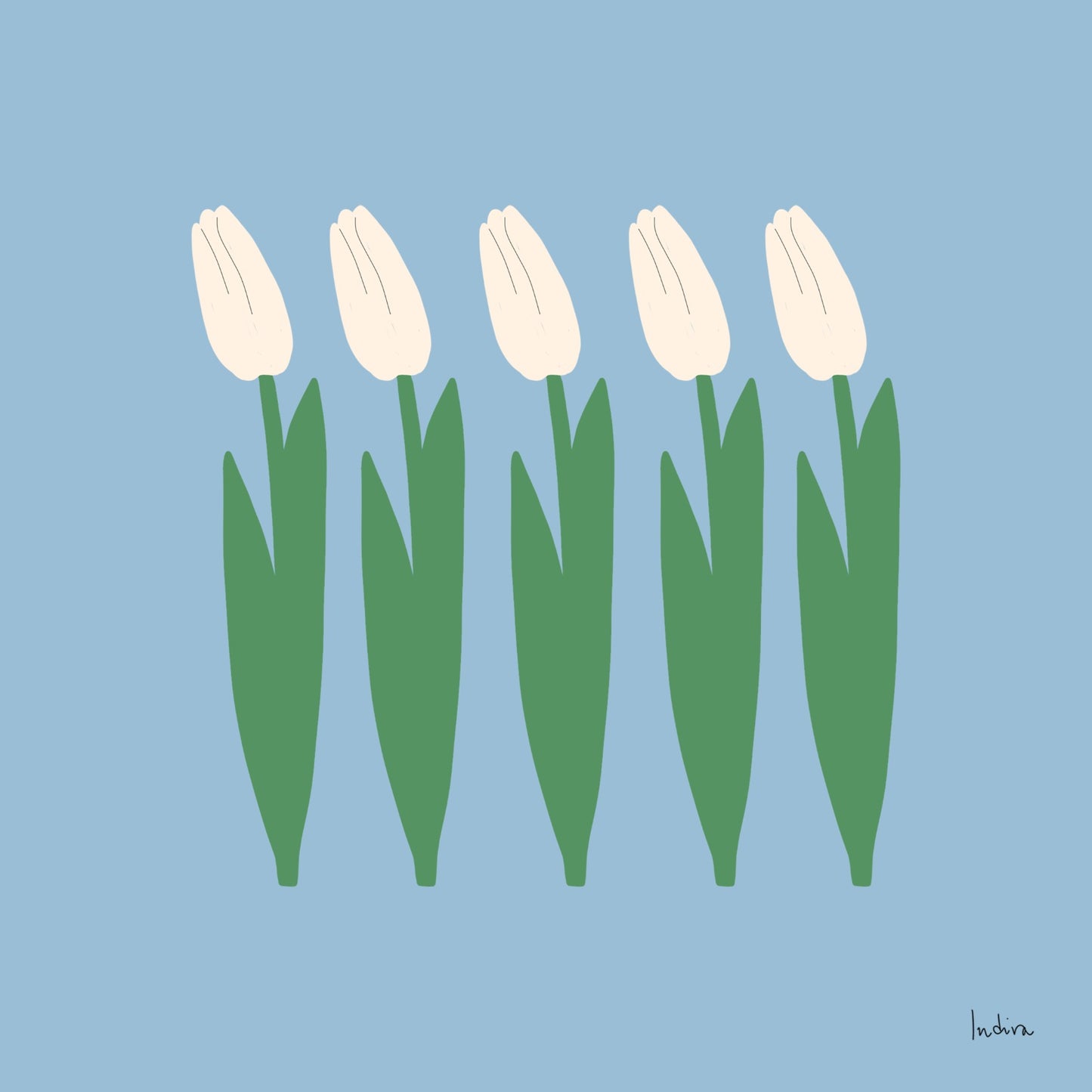 Five white tulips