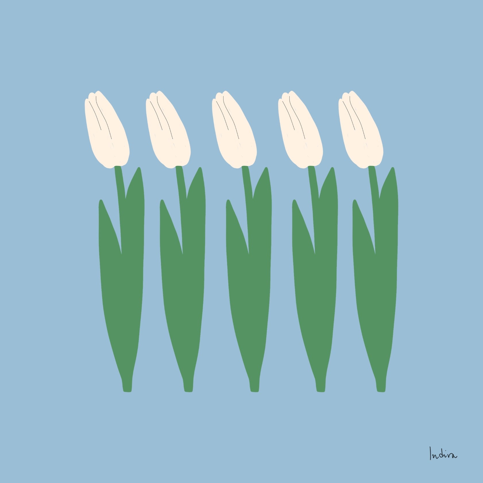 Five white tulips