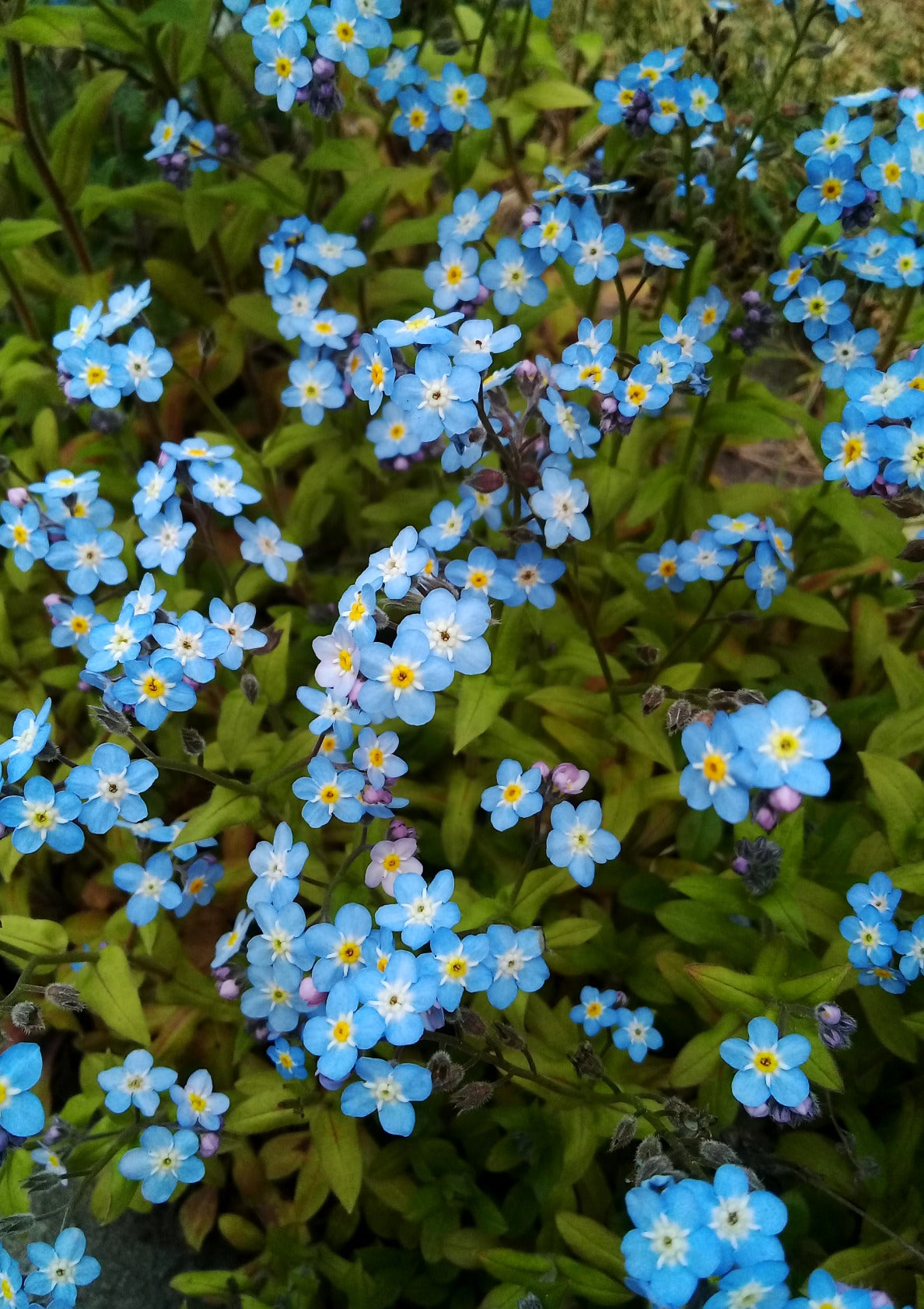 Forget-me-not